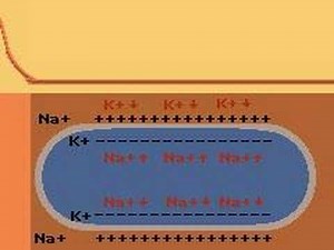 How the Body Works : A Nerve Impulse