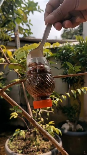 20 Days Air Layering Result – Amazing Root Growth! 🌿 #shortsviral #gardening #airlayering