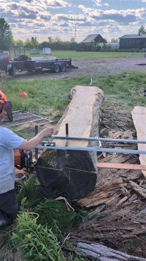 huge 9" thick white oak slabs