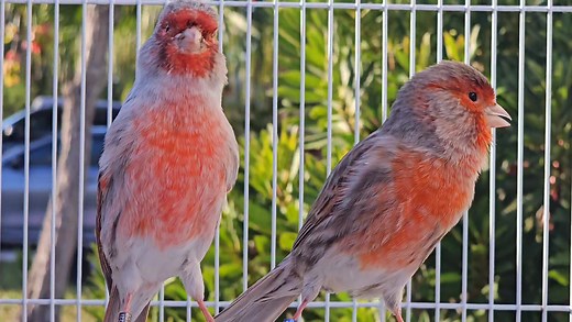 Whats your favorite color canary ? Im in love with these red mosaic agate !!! 😍 | Paradise Aviary