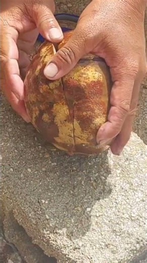 Hidden Fish Found Inside a Giant Sea Shell! 😱🐟