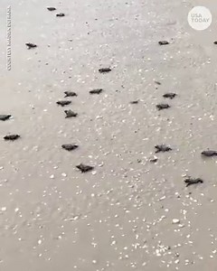 1M views | Hundreds of baby sea turtles made their first journey to the Gulf of Mexico. https://bit.ly/2OcnRPr | USA TODAY Video | Facebook