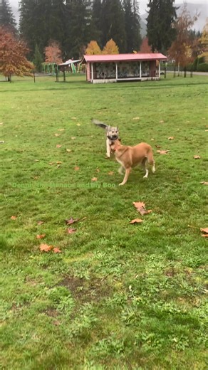 11 reactions | Day 10 with our rescue dog, Dennis and Boo@  Honeymoon Bay | Sandra Miller | Facebook