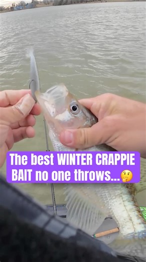 This “BIG” crappie baits catches SLABS all winter long… #crappie #fishing #bassfishing #shorts