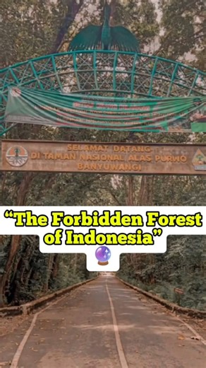 The Forbidden Forest of Java, The Mysterious Alas Purwo, Indonesia #travel #didyouknow #nature #fyp