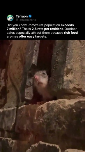 Rome High Rat Density