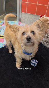 20K views · 13K reactions | Visit marl.org to find out more about these sweet shelter pups, learn about our adoption process, and read about ways that you can help.  #marl #animalshelter #rescuedog #adoptdontshop | Michigan Animal Rescue League | Facebook