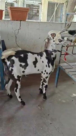 Barbari Bakra 2025 || Cross Breed || Kota Bakra || Patira Bakra || Boar Goat || Andul Bakra ||
