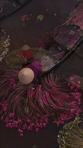 Harvesting Red Lotus Flowers 🌺 | Thailand & Vietnam’s Stunning Pink Lakes