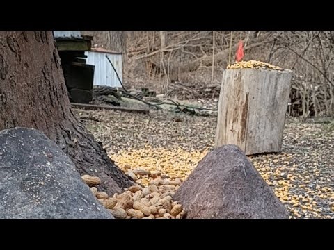 Live from Illinois - Squirrels for you is live! - 03-29-2026