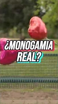 Monogamía o poliamor