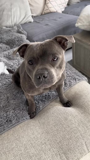 Funny Staffy Dog Reactions: Barking, Crying, and Puppy Sounds
