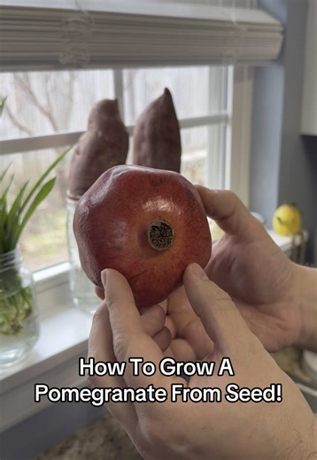 How to Grow Pomegranate Trees from Seeds Easily