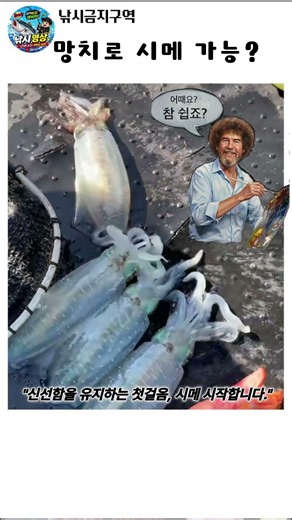 무늬오징어 시메 방법 아시나요?