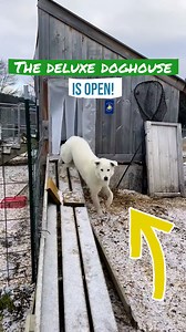 487K views · 7.4K reactions | A Brand New Home For Our Dogs! | Gold Shaw Farm | Facebook