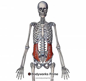 Internal Oblique Muscle Anatomy - Bodyworks Prime
