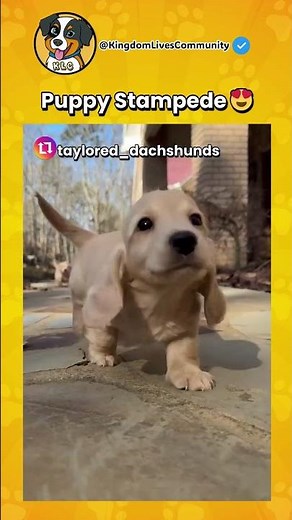 This camera man captured the perfect puppy stampede 😍
