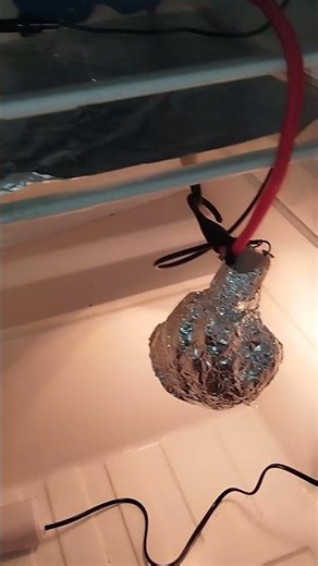 Izolacja halofilnych bakterii z Morza Bałtyckiego do produkcji biodegradowalnego PHB, PHV