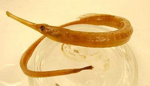 Dusky pipefish - Alchetron, The Free Social Encyclopedia