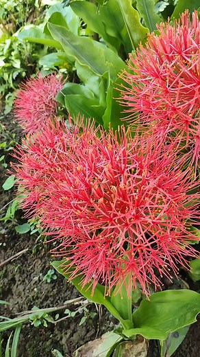 La flor de sangre ( Asclepias curassavica ) es una planta perenne originaria de América central y del sur. Es conocida también como algodoncillo, hierba de la mariposa, platanillo, hierva María, mata ganado, pelo de gato o burladora. Tiene flores color rojo anaranjado con una corona central amarilla, sus hojas son lanceoladas y de color verde brillante, sus inflorescencias son numerosas y espectaculares. #plantas #flores #naruraleza #javifotos | Javi Fotos