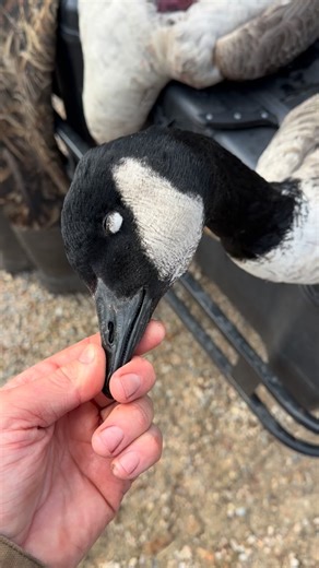 Thomas Prescott Meyer on Instagram: "Wild Goose Pastrami! Just savored the most epic goose of the season! Nothing beats the taste of wild goose pastrami from a duck gun harvest, seasoned to perfection. The flavors are off the charts! Highly recommend trying this out 🔥 You can find the Goose Pastrami Instructions @duckgunwildseasonings website! #cooking #wild #duck #goose #love #wildgame #happy #hunter #nature #foodporn #fun #foodie #recipe #goosehunting #life"