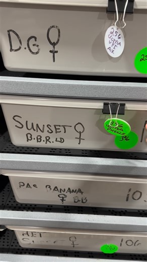 Brad Boa Reptiles on Instagram: "Ultramel Puzzle x Sunset 🌅 #bradboareptiles #ballpython #ballpythons #ballpythonsofinstagram #ballpythonmorphs #ballpythonmorph #ballpythonmorphsofinstagram #royalpython #royalpythonsofinstagram #royalpytballpythonsofinstagramhonmorph #royalpythonmorphsofinstagram #snakes #reptile #snakesofinstagram"