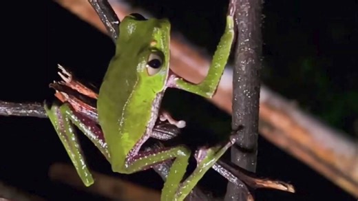 Look into the eyes of the monkey leaf frog