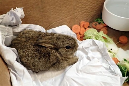 Baby rabbits rescued from drilling rig after cross-country adventure
