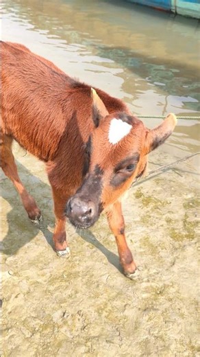 Cute baby calf mooing 4k video. #shorts #cowmooing #4k #cow #bull #animals
