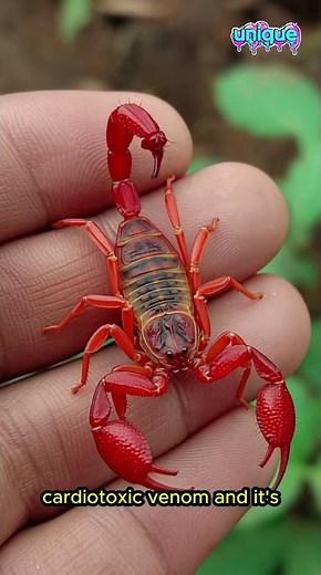 “Indian Red Scorpion: The Silent Killer of Asia!(Hottentotta tamulus Explained)”#scorpio #uniquefact