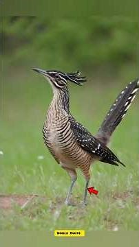 World Fastest running bird roadrunner facts #roadrunner #viral#shortvideo #youtubeshorts #worldfacts