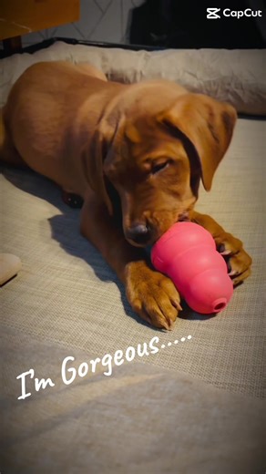 Charming Red Fox Labrador Puppy Training Tips