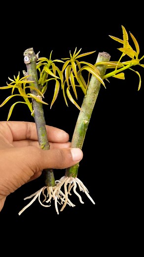 79K views · 718 reactions | Stem to plant || How to grow mango plant at home || Tips & tricks in this video #fblifestyletyle #shortsvideos #reelsviralシ #shorts #foryouシ #share #fblifestyel #Share #reels #foryoupageシ | Amd MultiMedia | Facebook