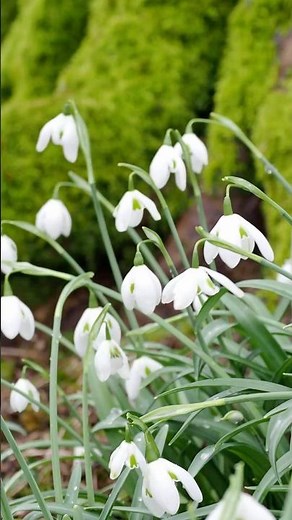 Colesbourne gardens #spring #snowdrops(설강화) #영국정원 여행 #garden #flowers #nature