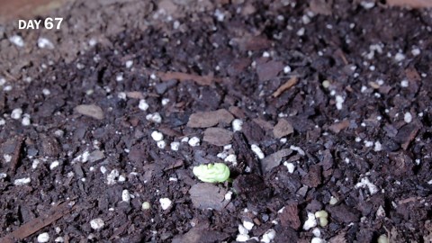 Growing hardy hibiscus plant from seed time lapse (148 days)