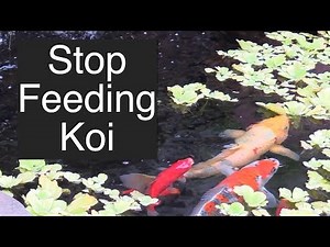 Stop Feeding Koi