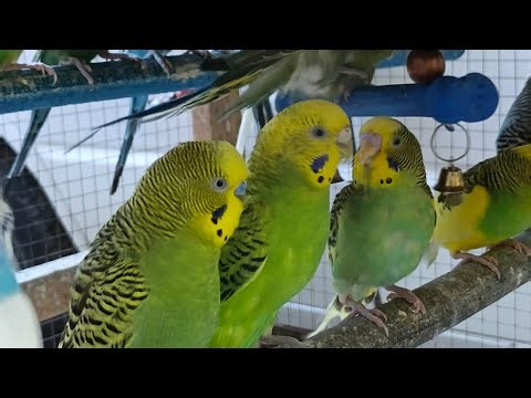 3 Hours of Colorful Budgies Playing & Bonding — Cheerful Companionship for Your Lonely Budgie 🌿✨