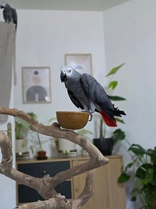 Gribouille se fait disputer par le chef Bubu.😅🥰❤️ #parrot #love #cute #funny #funnyreels | Plumetcie