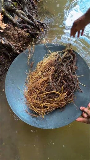 the river of gold is rich,!!! even the tree roots have a lot of gold stuck in them 😱😱😱