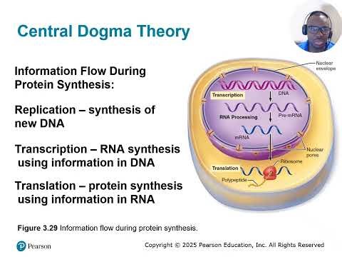 Central Dogma Theory