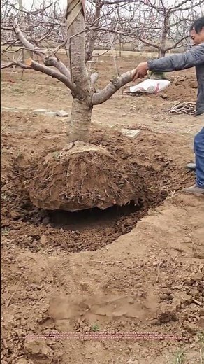 Crane-Assisted Mature Cherry Tree Transplanting | Protect Root Ball for Higher Survival Rate