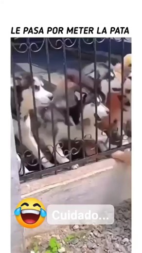 Momentos divertidos de perros y sus fallas