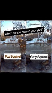 🐿️ Fox Squirrel or Gray Squirrel? Here’s how to tell—and why it matters. If you’ve noticed fewer fox squirrels and more gray squirrels lately, you’re not imagining it. 👉 How to ID them in this video: • Fox squirrels are bigger, slower, and often have a rusty orange belly with an extra-fluffy tail. They tend to grab food and sit down to eat. • Gray squirrels are smaller, faster, and more acrobatic, with a gray back and white belly. They dart in, grab, and run. 🌳 What’s happening in the Midwest