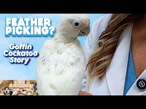 Feather destructive behavior in a cockatoo