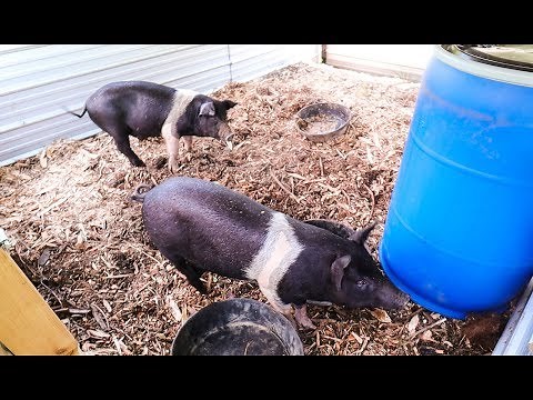 This DIY Pig Waterer is Game Changing (if it doesn’t leak ;)