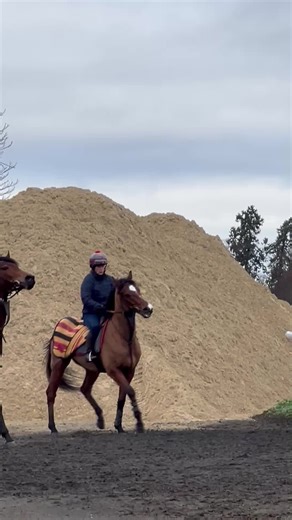 Horse Riding Skills: Trotting and Jumping Techniques