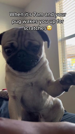 Why Are Pugs So Annoying? Waking Up to Scratchy Pug
