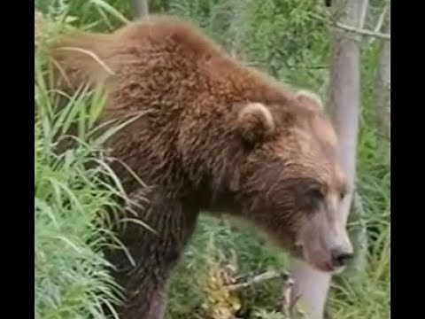 87 Minutes of Terrifying Bear Attacks