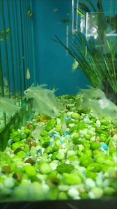 Diamond Tetra at R45ea | Fantasea Aquarium and Pet | Facebook