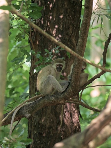 Discover Haller Park: A Nature Escape in Mombasa